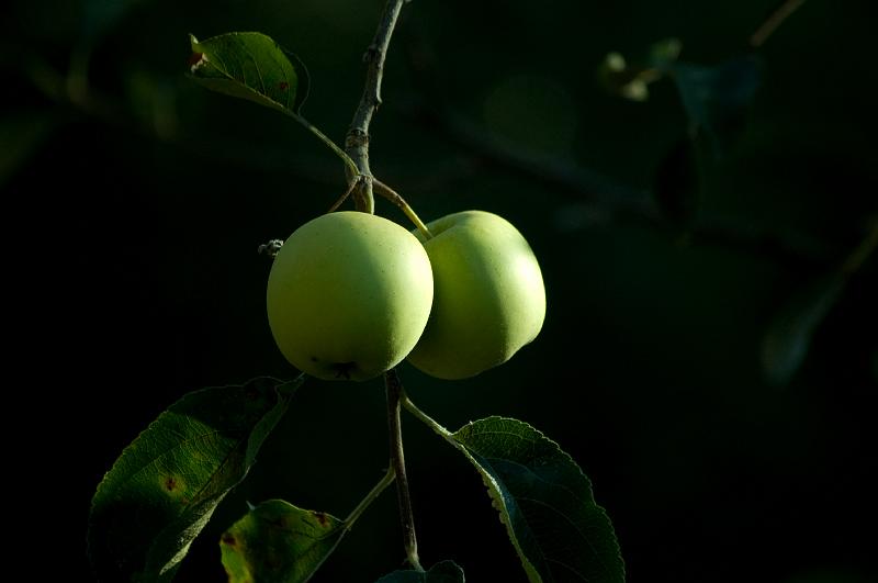 DSC_0363b.jpg